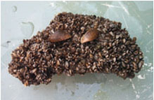 An image of zebra mussels covering a rock.