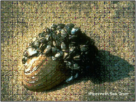 An image of a zebra mussel.