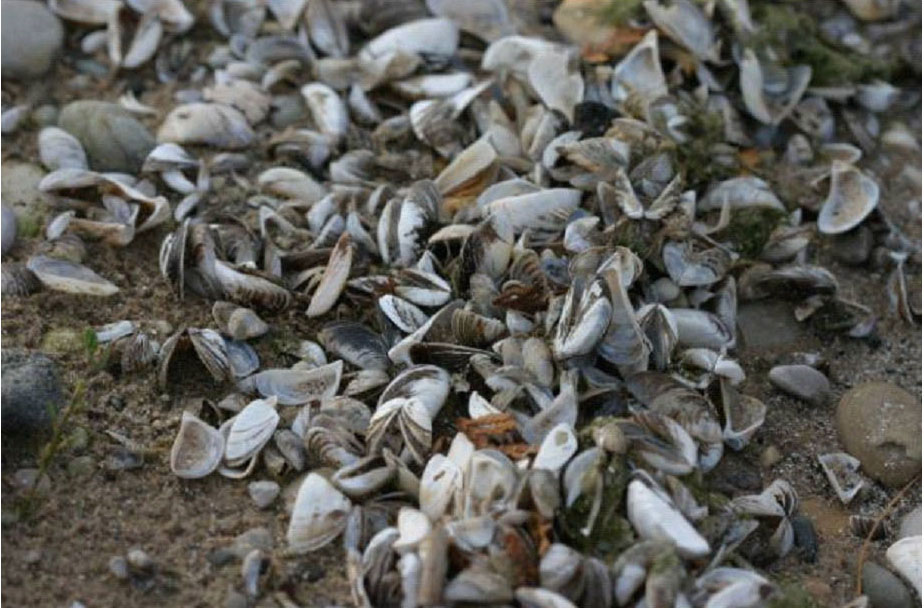 An image of zebra mussels.