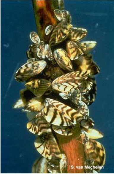 An image of zebra mussels.