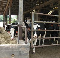 Dairy Cows