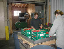 Foodshare volunteers sorting through donated produce