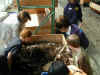 Students screening compost 