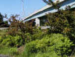 shot of vegetated area next to highway