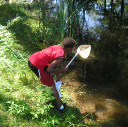 Boy using net to collect pond insects.