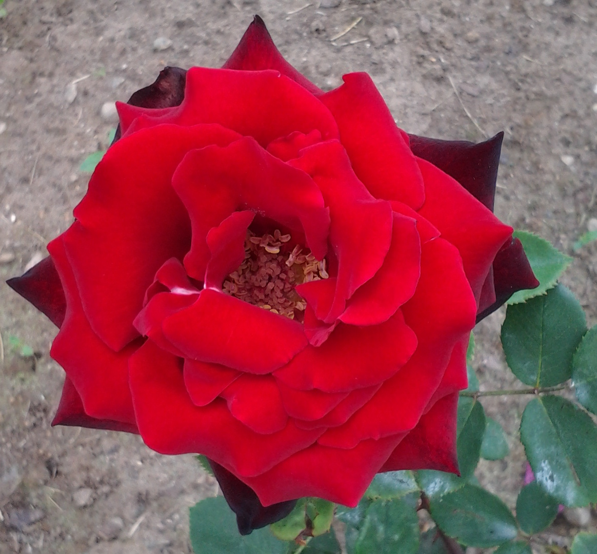 Rose Photo