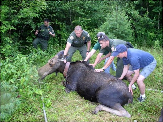 Tranquilized Moose