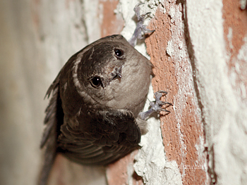 Chimney Swift