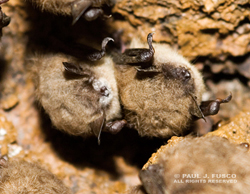 Little Brown Bats