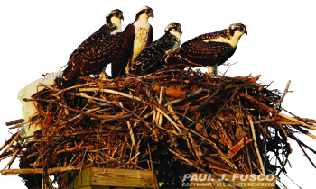 Ospreys in a nest.