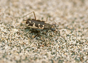 Puritan Tiger Beetle