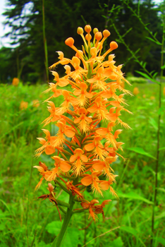 Yellow-fringed orchid