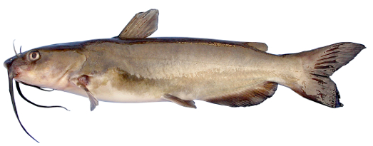 Image of Channel Catfish