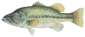 Large/Smallmouth Bass