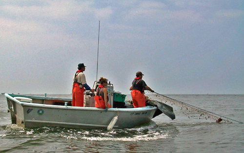 Gill netting sturgeon