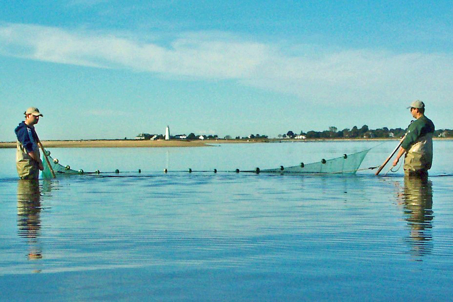 DEP staff seining in Old Lyme