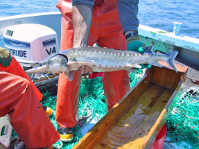 Tagged Atlantic Sturgeon