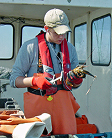 Lobster project sea sampling