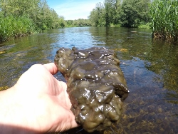 An image of rock snot 