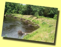 Photo of restored stream bank