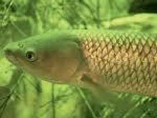 Grass Carp