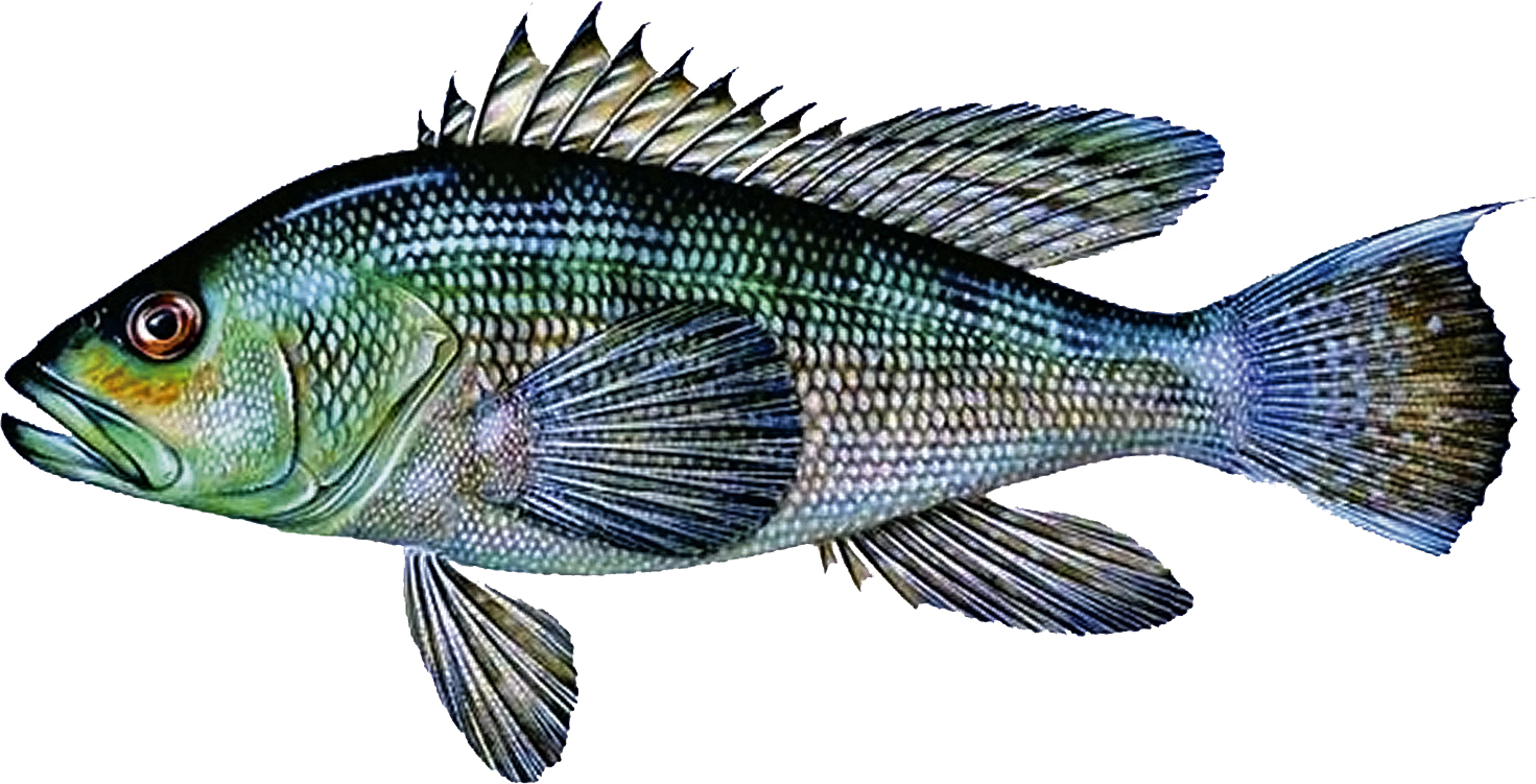 Black Sea Bass