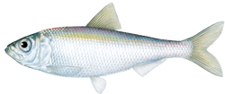 Alewife fish image