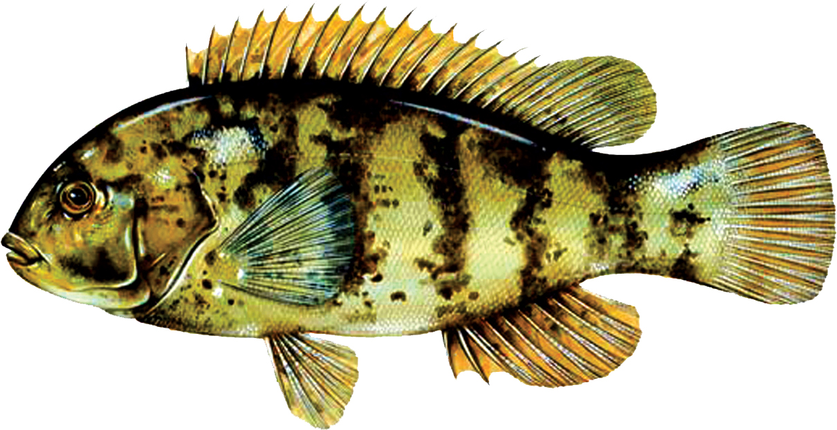 Tautog (Blackfish) image