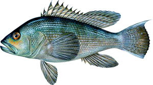 Black Sea Bass Image
