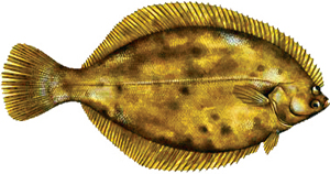 Winter Flounder Image