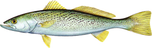 Weakfish Image