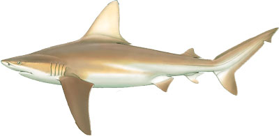 Sandbar Shark Image