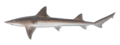 Smooth Dogfish Image