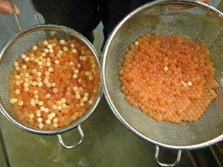 Fish eggs