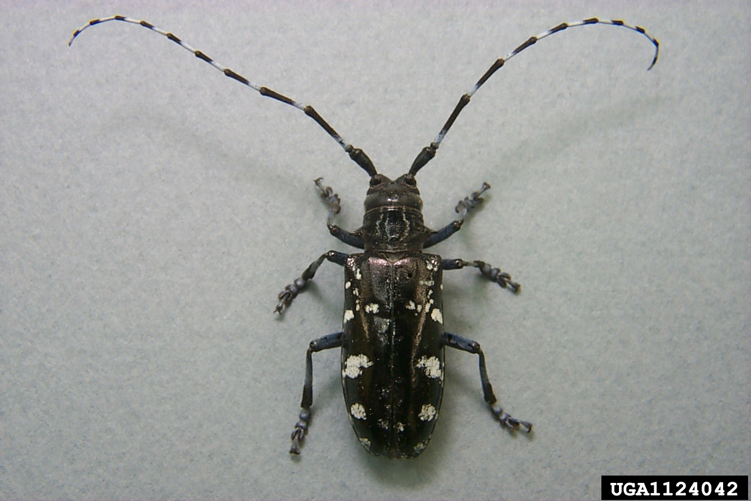 Asian Longhorned Beetle