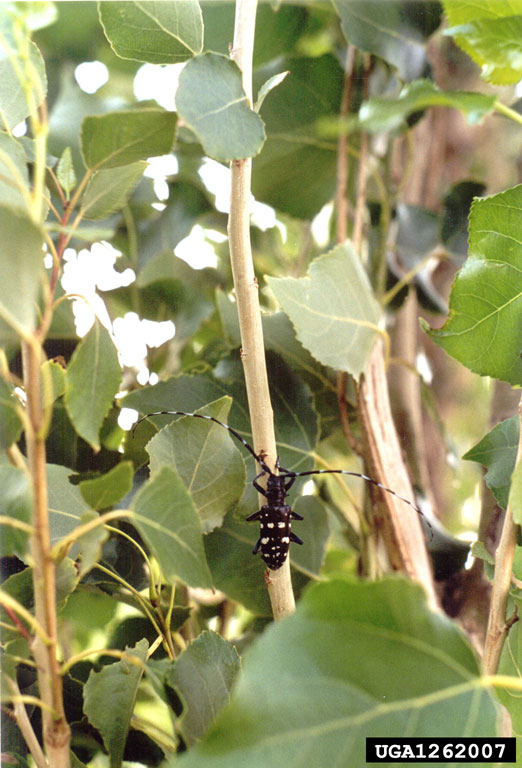 A male Asian longhorned beetle on a poplar branch in China