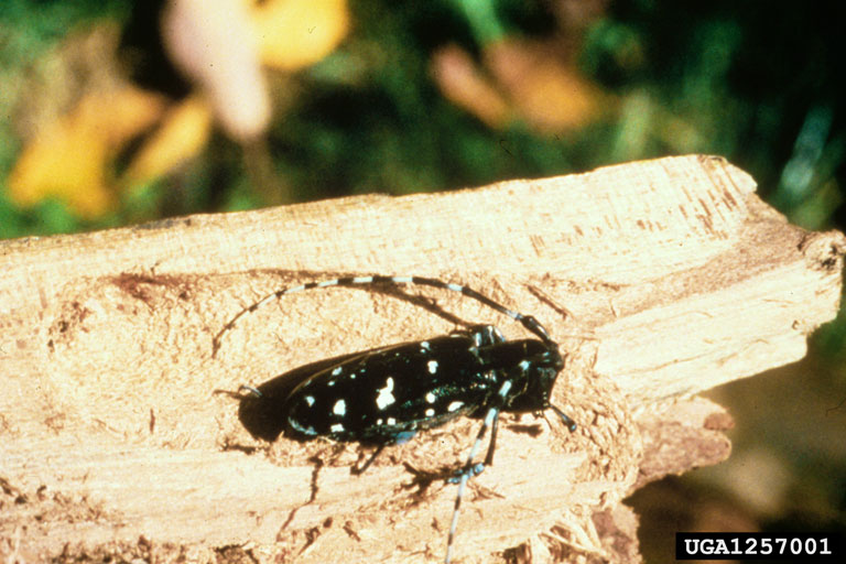 the Asian longhorned beetle and an infested piece of wood