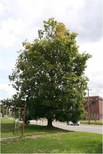 Ground zero tree in Worcester where infestation started