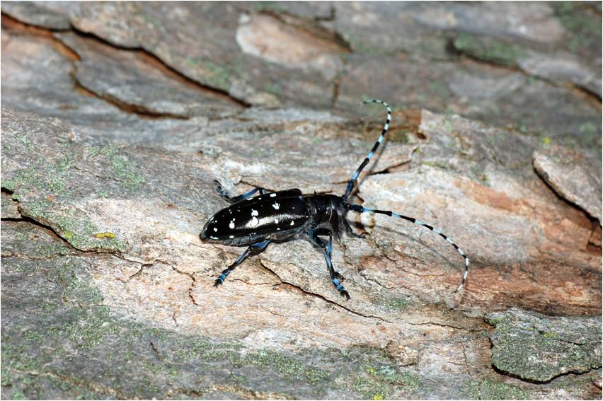 Adult Asian longhorned beetle