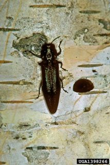 bronze birch borer