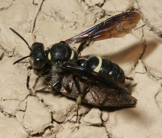 cerceris wasp