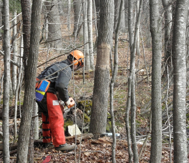 trap tree being felled