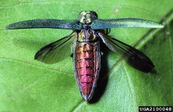 eab with wings spread