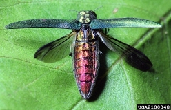 Emerald Ash Borer Adult