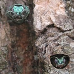 emerging adult eab's