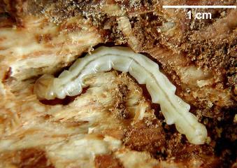 EAB larva