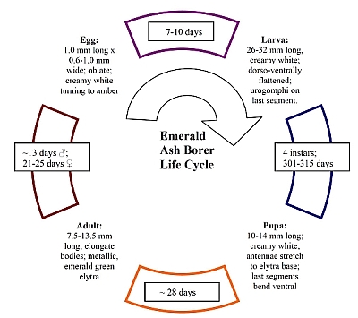 emerald ash borer lifecycle