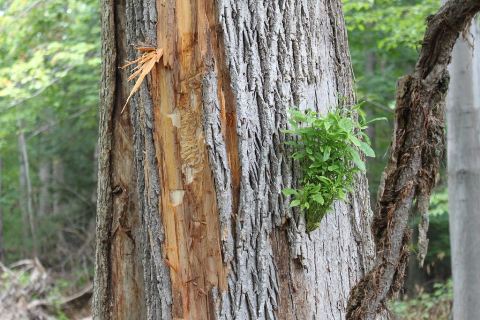 epicormic sprouts from EAB damage