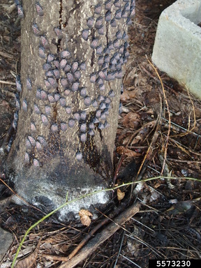 Adult spotted lanternflies feeding