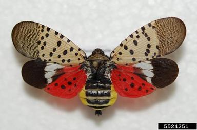 Adult spotted lanternfly